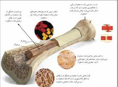 طراحی و ساخت رابط کاربری هپتیکی مبتنی بر حرکات سر به منظور کمک به معلولین قطغ نخاع گردنی